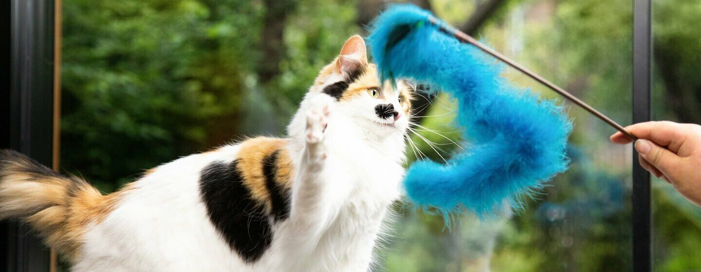 Gefleckte bunte Katze, die mit blauem Pelzspielzeug spielt