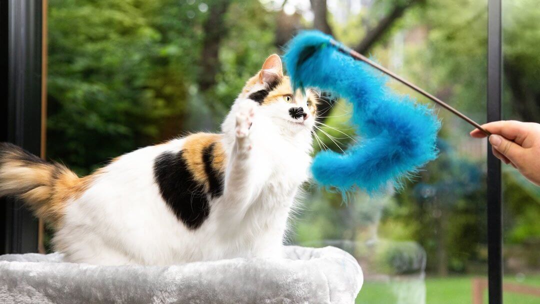 Gefleckte bunte Katze, die mit blauem Pelzspielzeug spielt