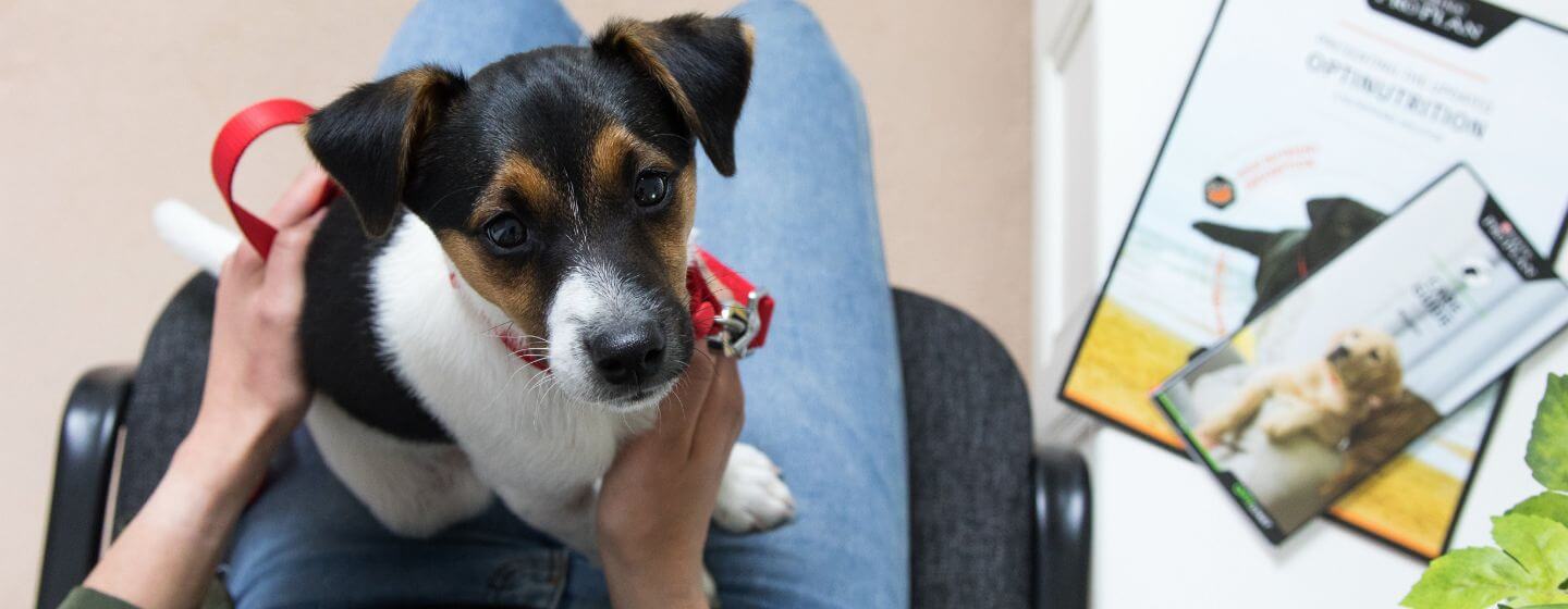 Chiot assis sur les genoux de sa propriétaire dans la salle d’attente du vétérinaire