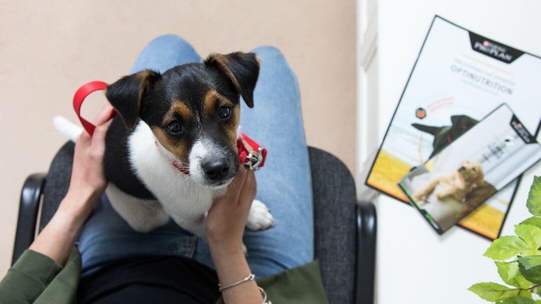 Chiot assis sur les genoux de sa propriétaire dans la salle d’attente du vétérinaire