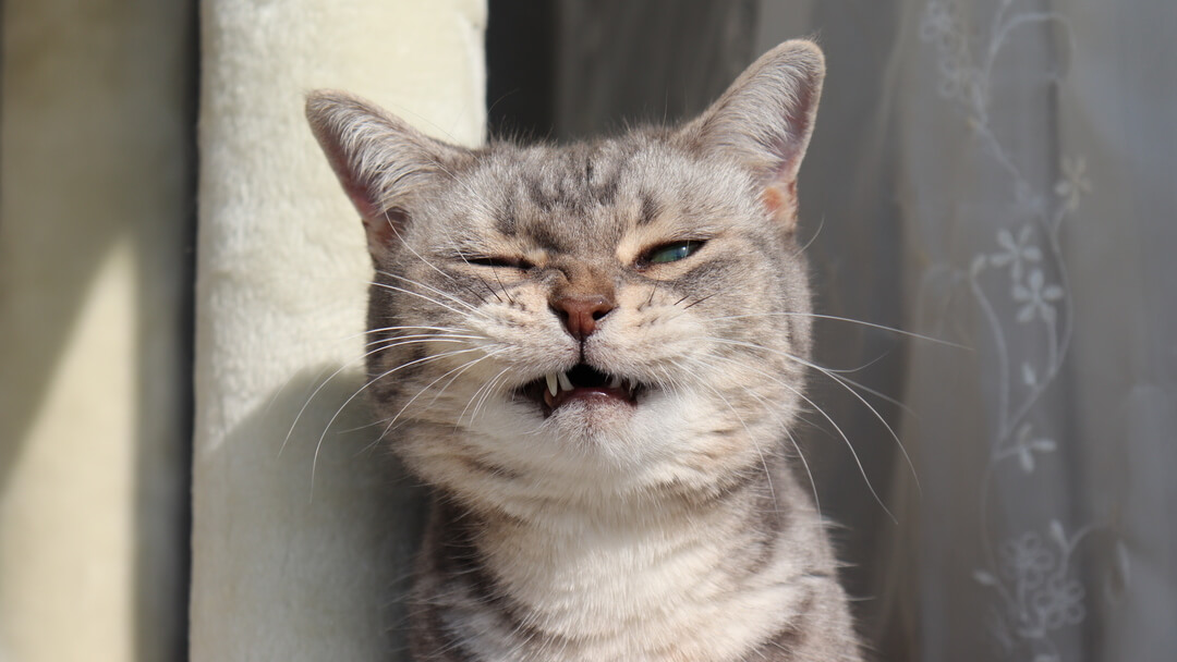 Chat en train d’éternuer