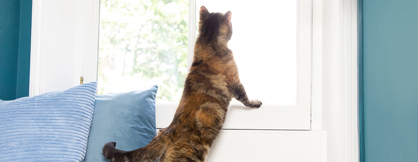 Katze starrt aus dem Fenster
