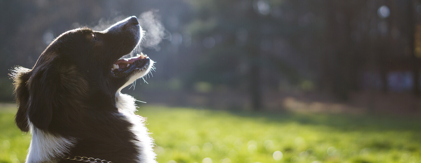 Hund atmet in kalter Luft aus