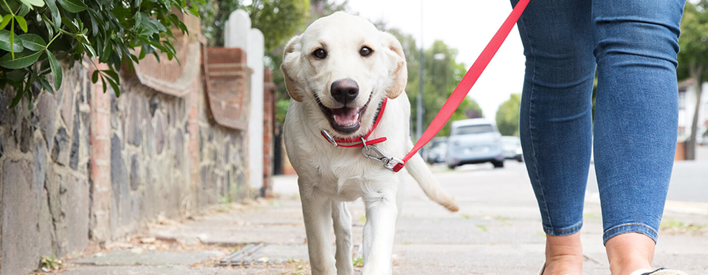 chiot tenu en laisse marchant dehors