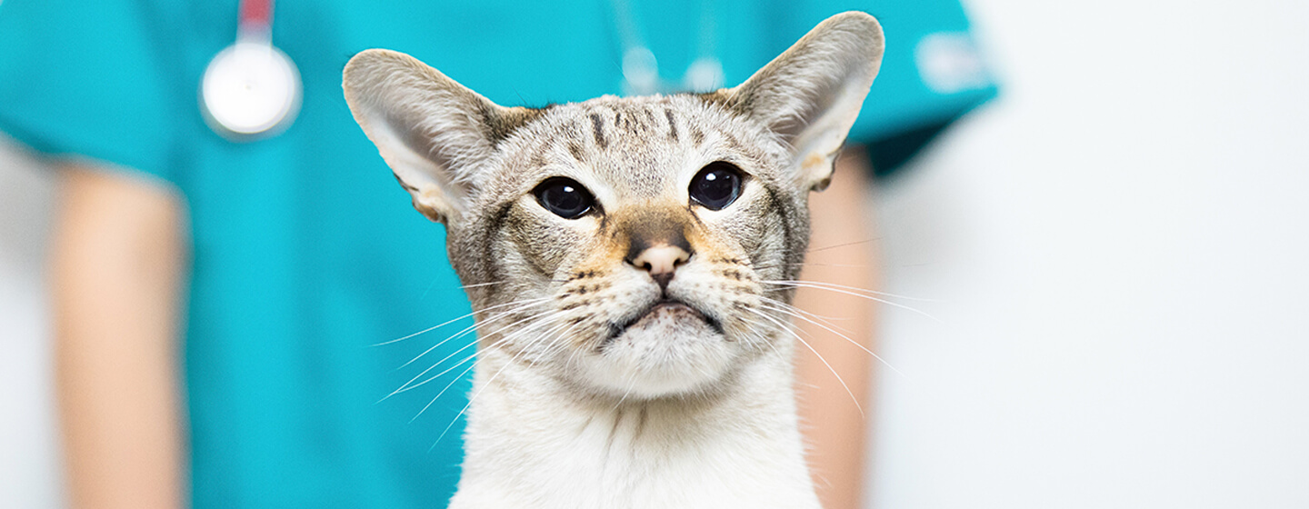 chat chez le vétérinaire