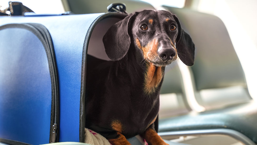 Teckel dans un sac dans un avion