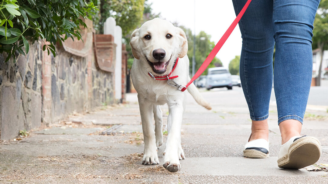 chiot tenu en laisse marchant dehors