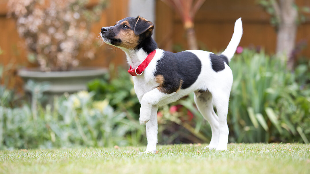 chiot heureux sur l'herbe à l'extérieur