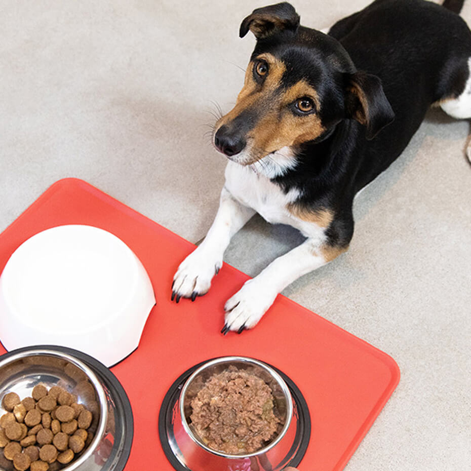 Hund, der auf das Essen blickt, das abgelegt wird