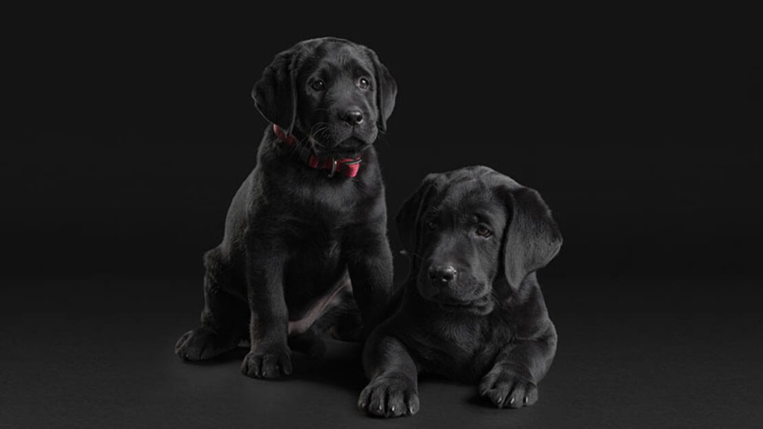 Pro Plan labrador chiots