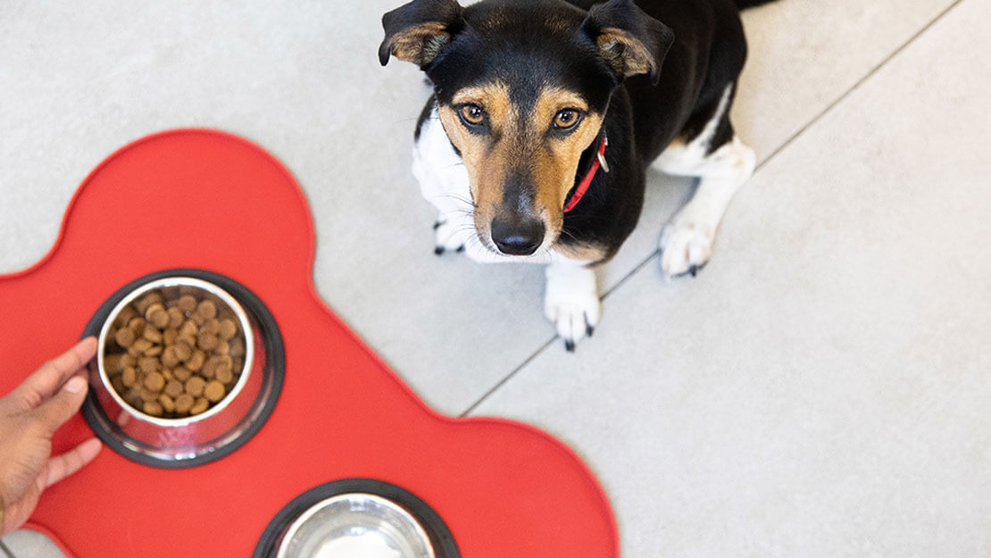 Hund schaut auf Trockenfutter