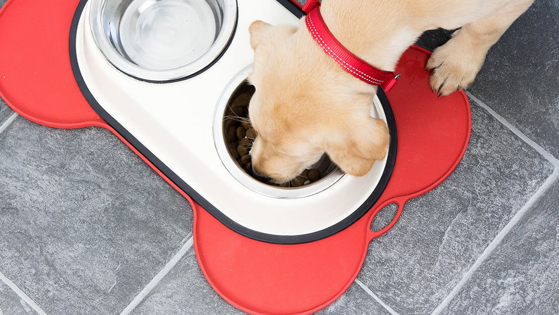 Chiot mangeant dans sa gamelle