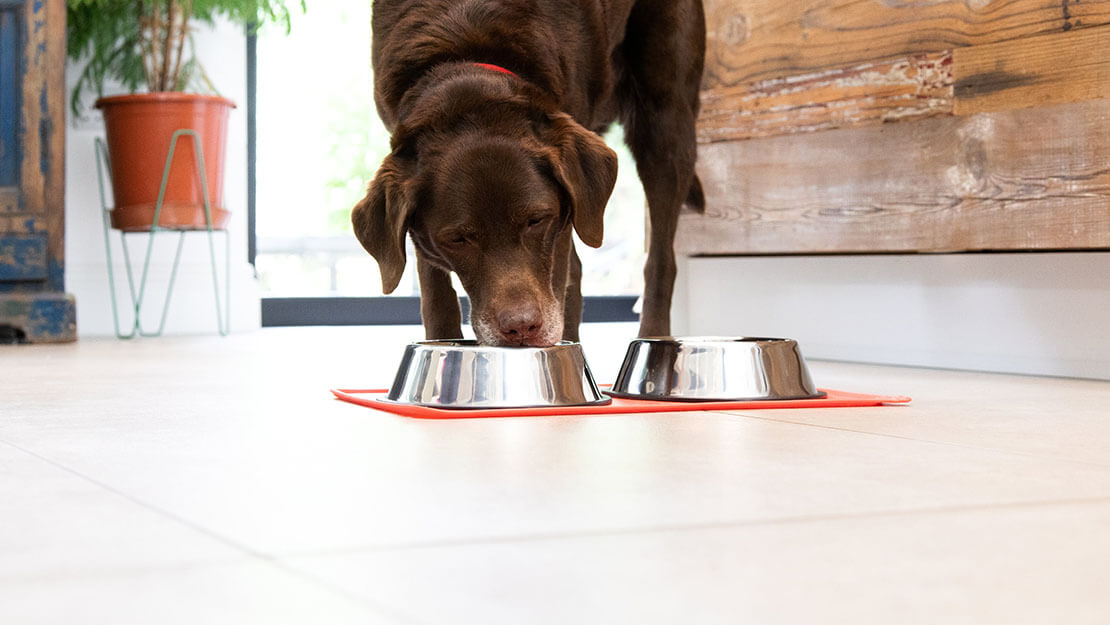 Älterer Hund frisst aus einem Napf