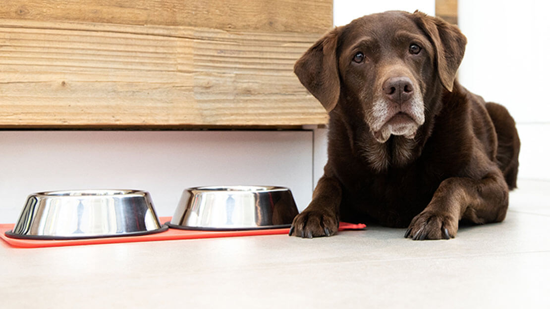 Labrador âgé couché à côté d'une gamelle