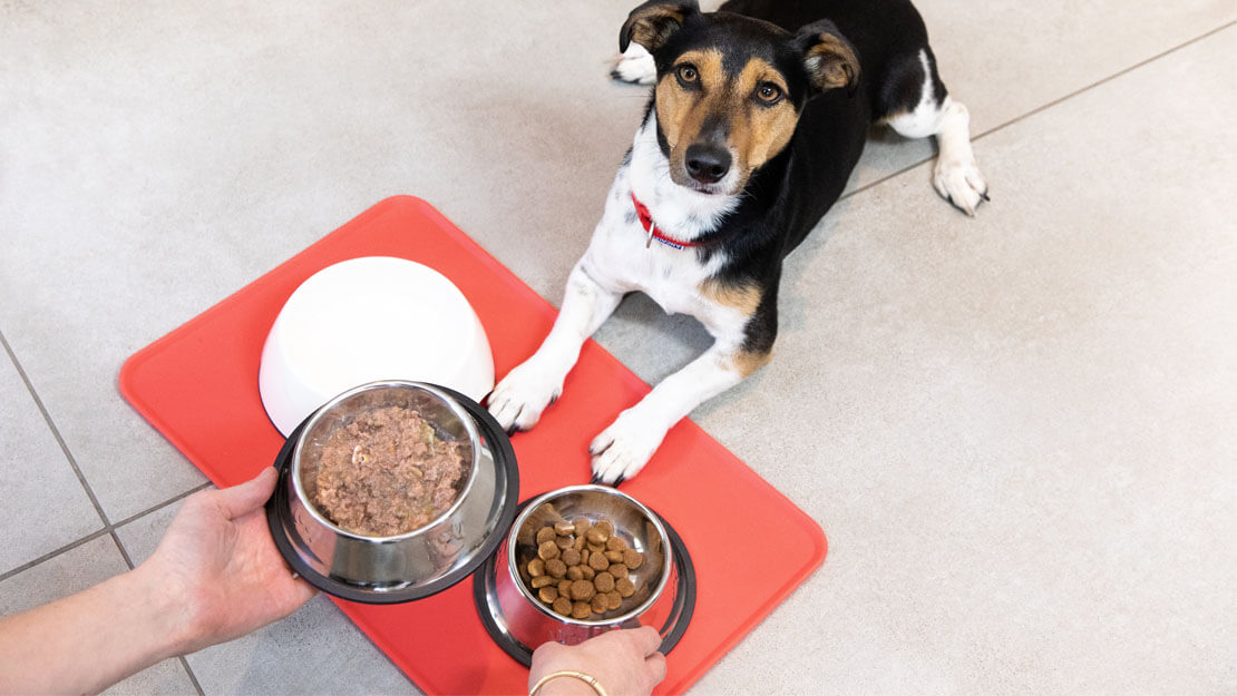 Chien à qui l'on sert de la pâtée pour chien