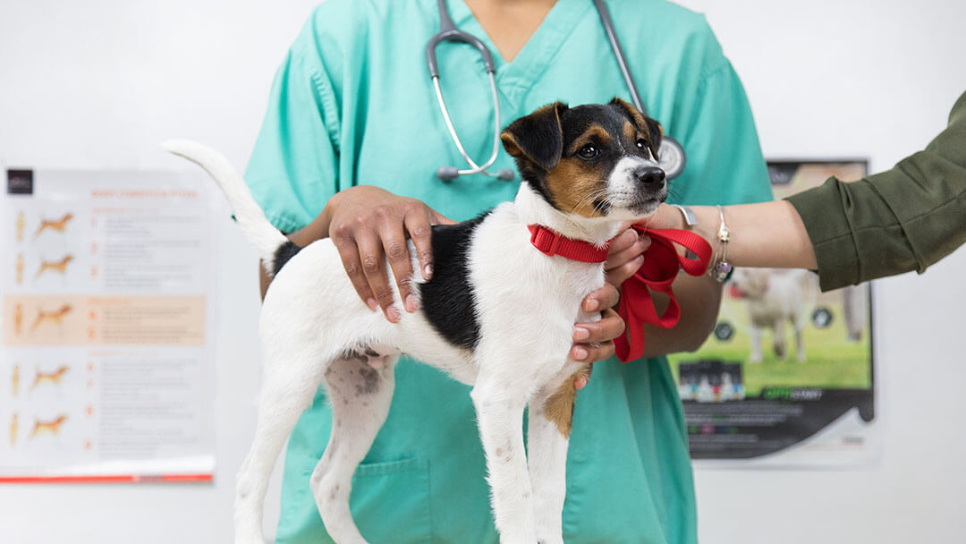 Chien examiné par le vétérinaire