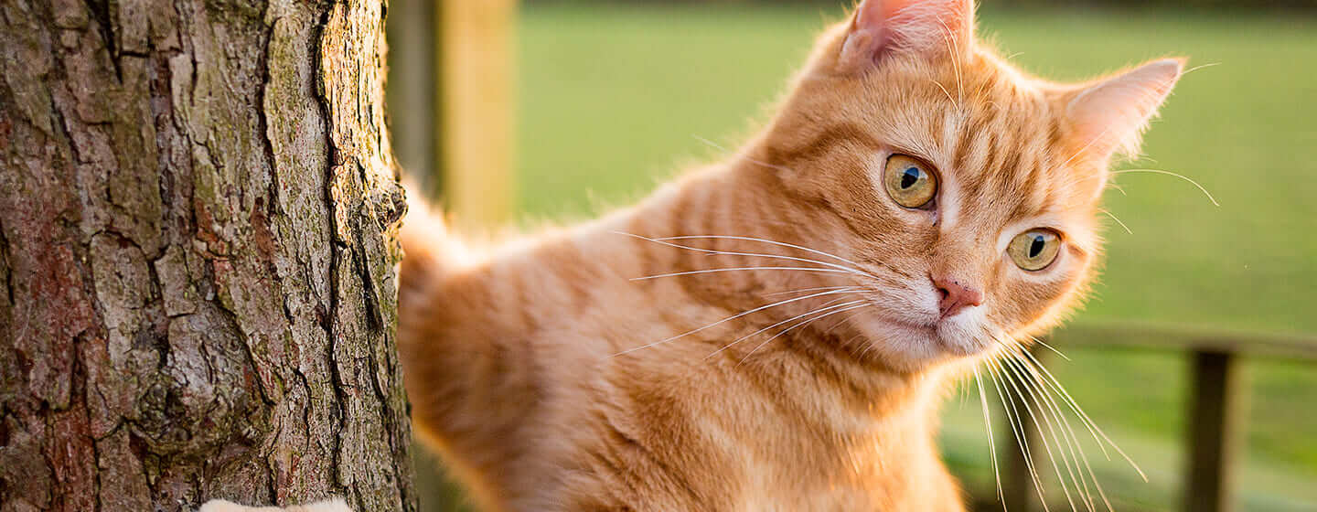 Chat roux escaladant un arbre