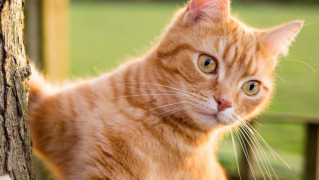 Rote Katze, die auf einen Baum klettert