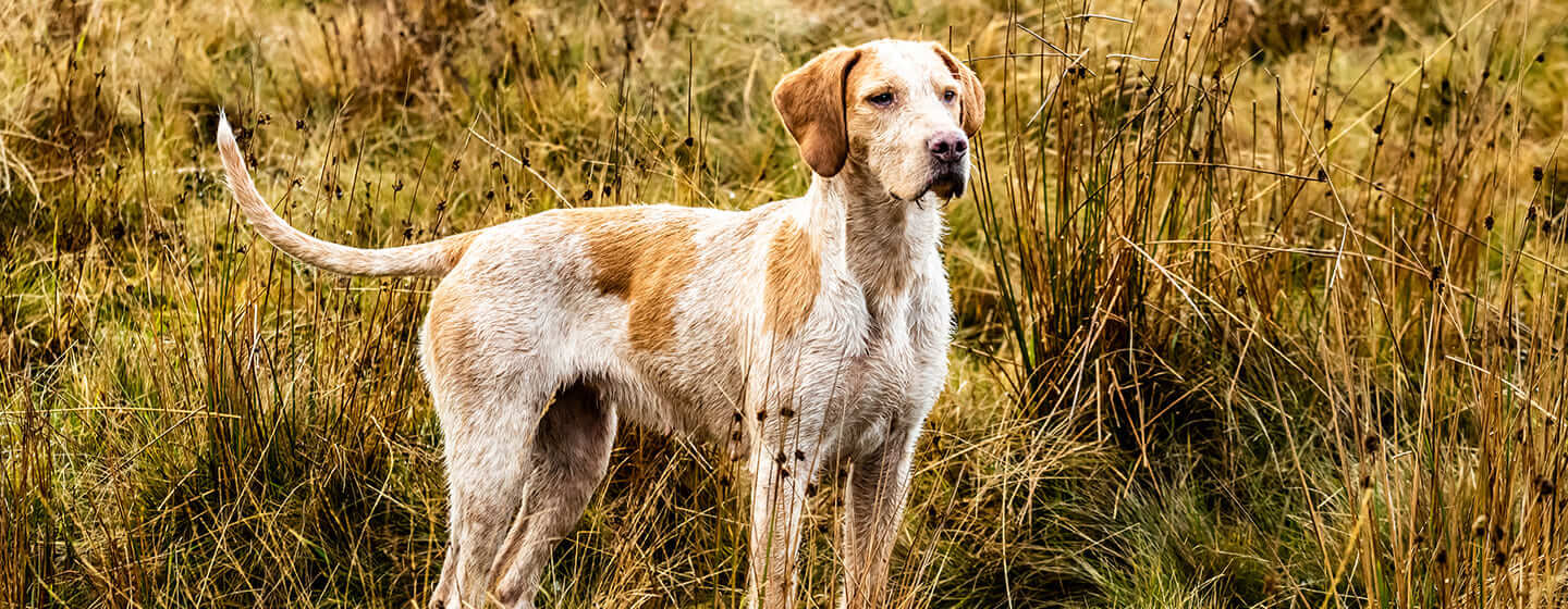 Chien dans un pré, regardant devant lui