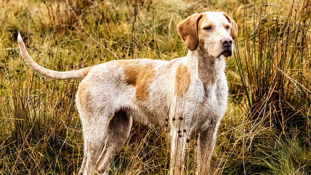 Hund steht auf dem Feld und schaut nach vorne