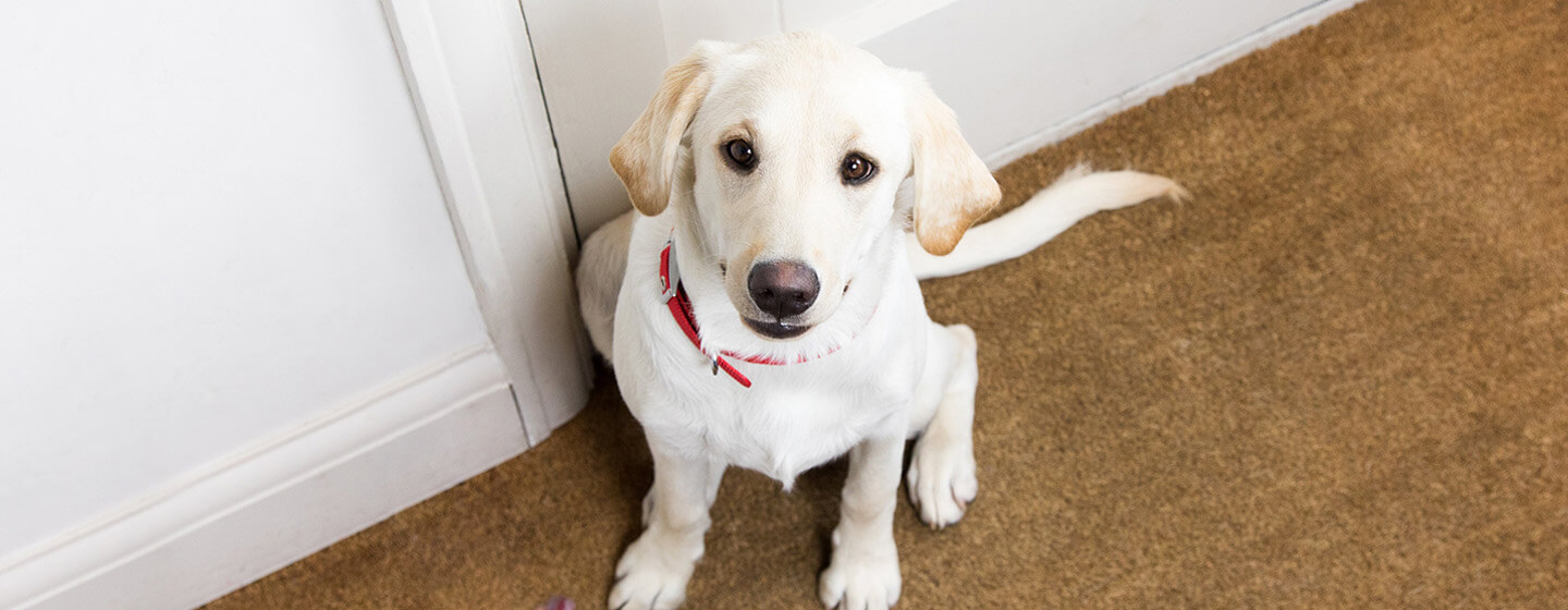 Chiot labrador à la porte triste