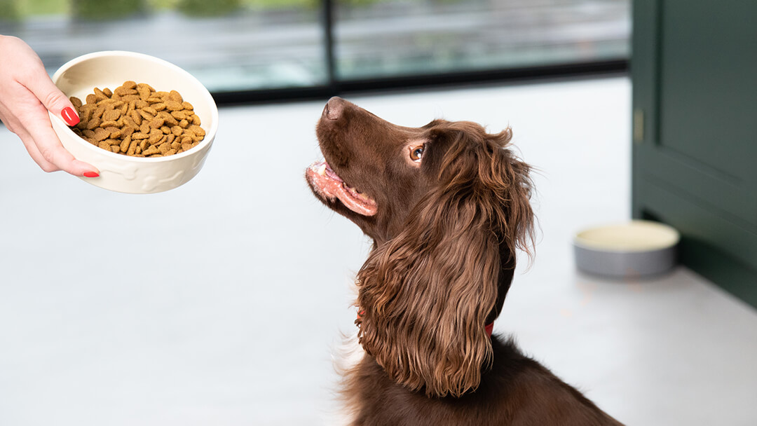 Spaniel, der zum Hundefutternapf aufschaut