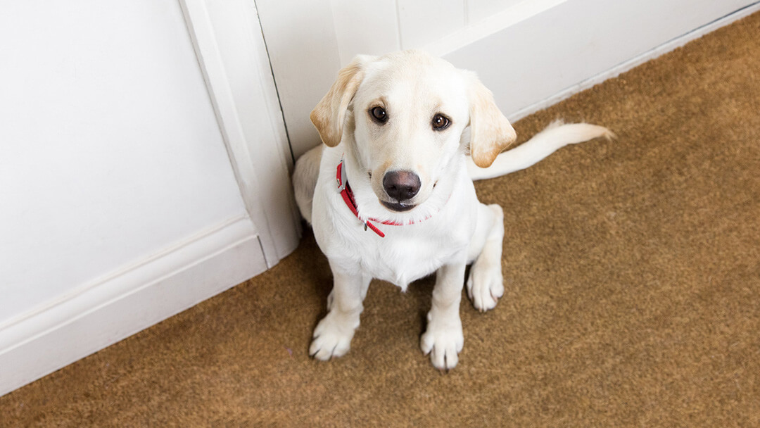 Labrador-Welpe schaut traurig auf die Tür