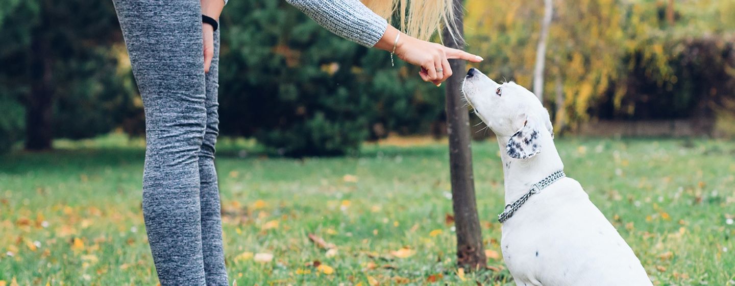 Promener son chien sans laisse : les étapes à suivre