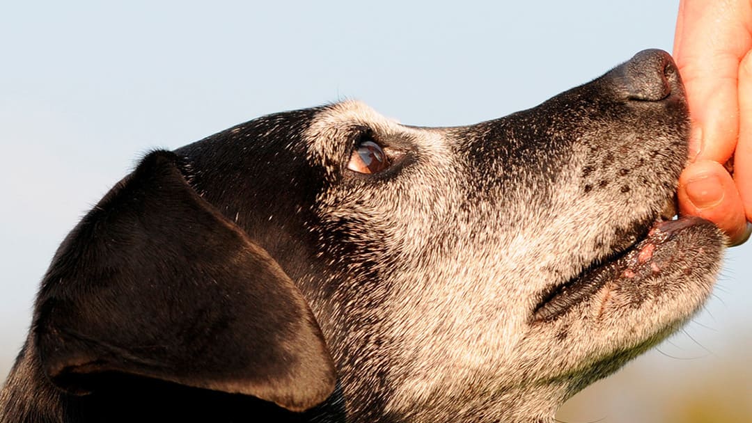 LA DÉMENCE CHEZ LES CHIENS