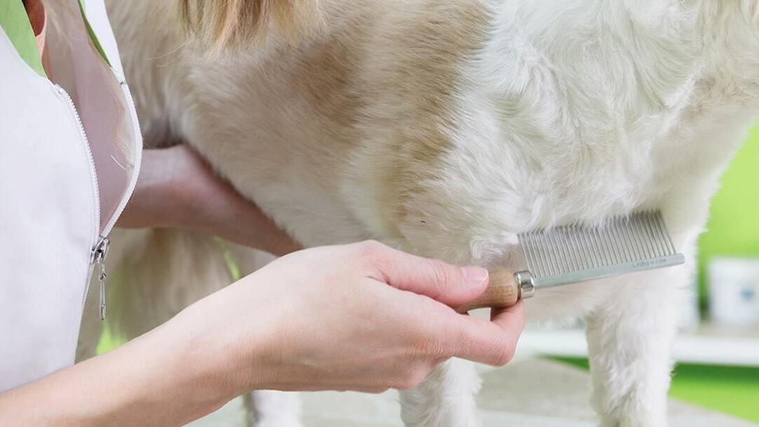 ENTFERNEN VON PARASITEN BEI WELPEN