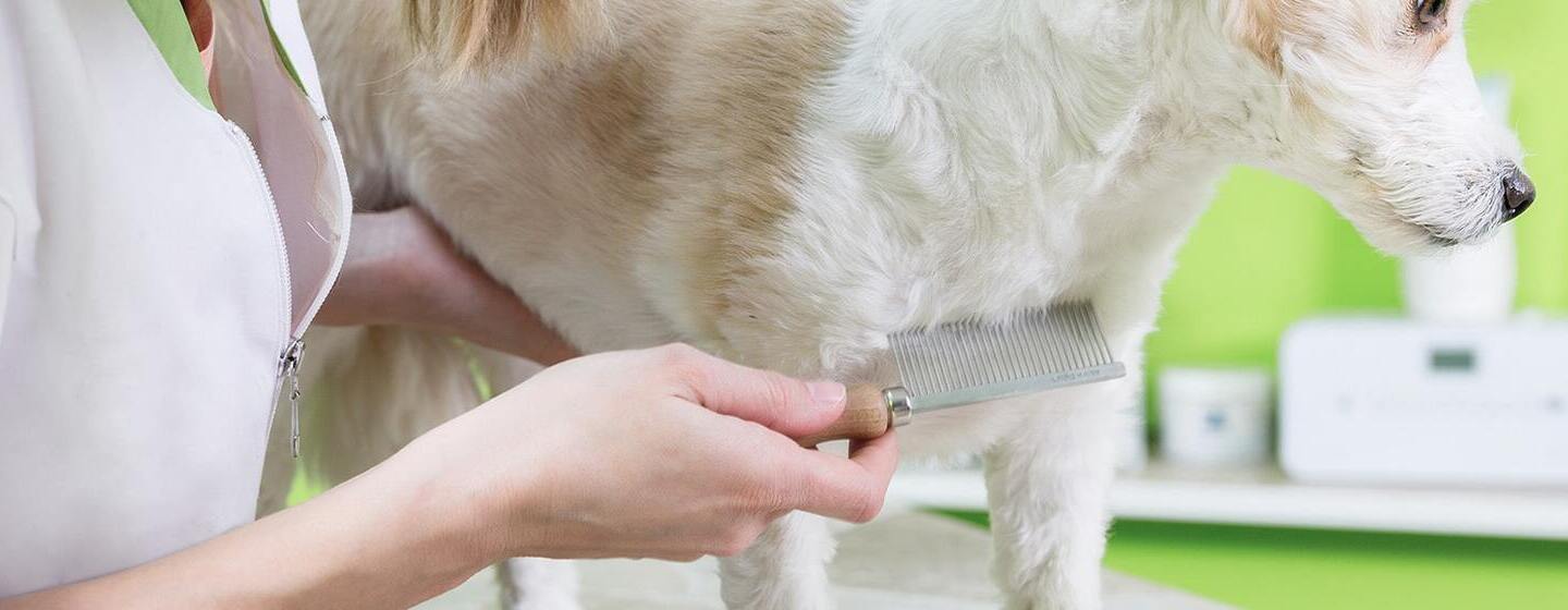 ENTFERNEN VON PARASITEN BEI WELPEN