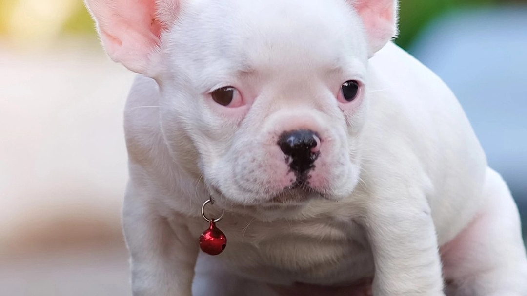 APPRENDRE AU CHIOT À FAIRE SES BESOINS