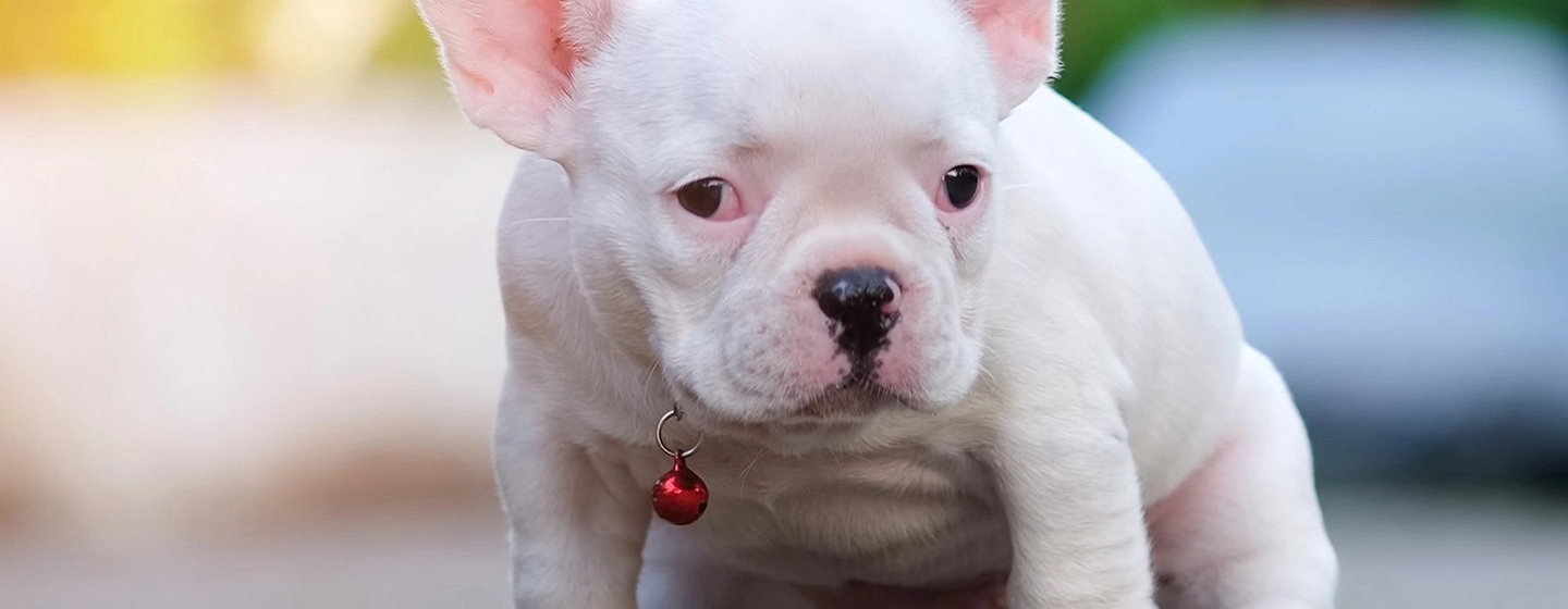 APPRENDRE AU CHIOT À FAIRE SES BESOINS