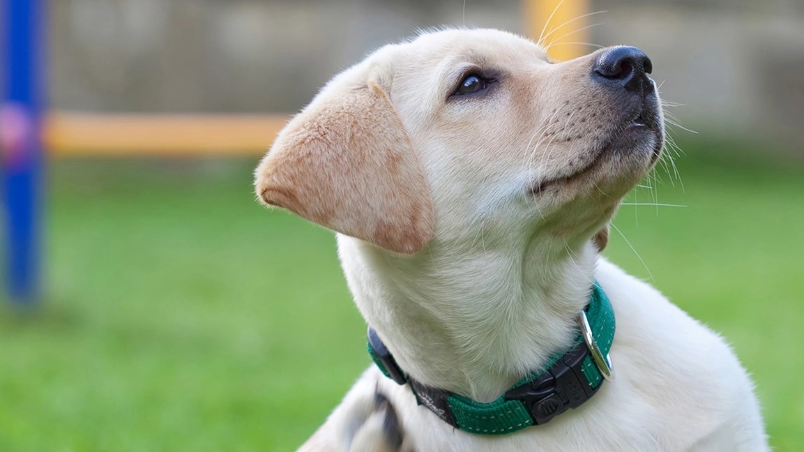 DÉMANGEAISONS : MON CHIEN SE GRATTE BEAUCOUP