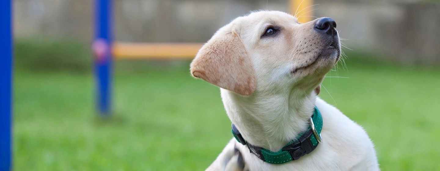 JUCKREIZ: MEIN HUND KRATZT SICH SEHR OFT