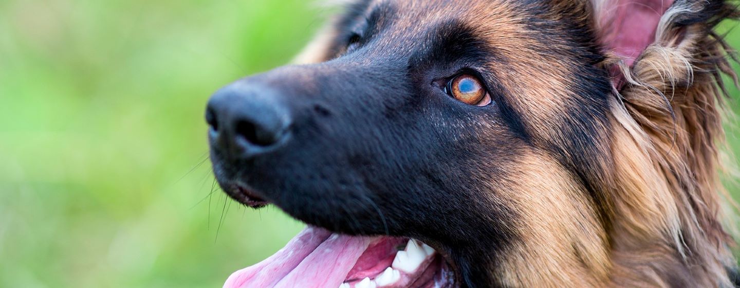 Ursachen für Taubheit bei Hunden