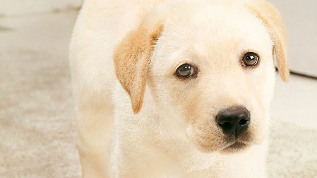 À QUEL MOMENT DONNER UN VERMIFUGE À SON CHIOT ?