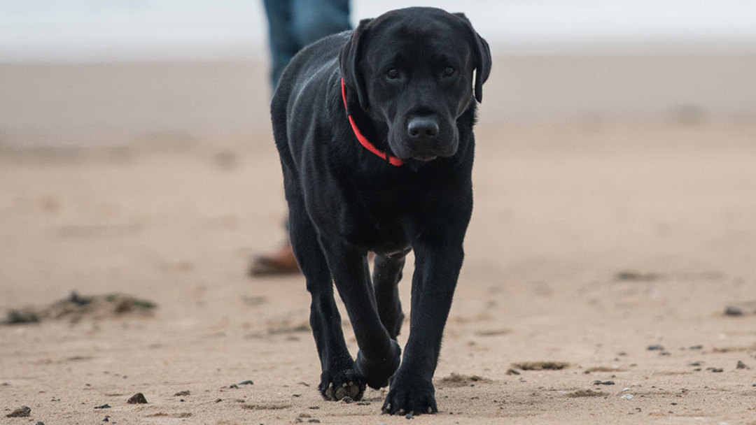 WIE ENTWURME ICH MEINEN HUND?