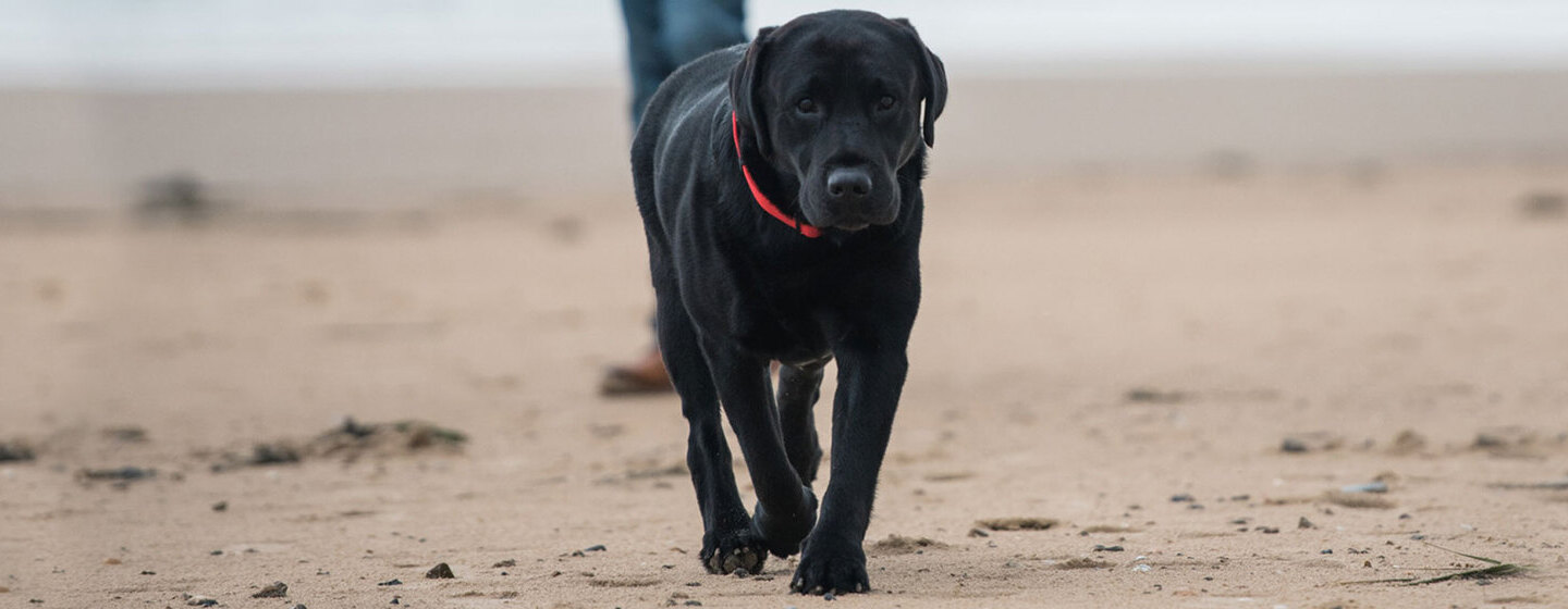 WIE ENTWURME ICH MEINEN HUND?