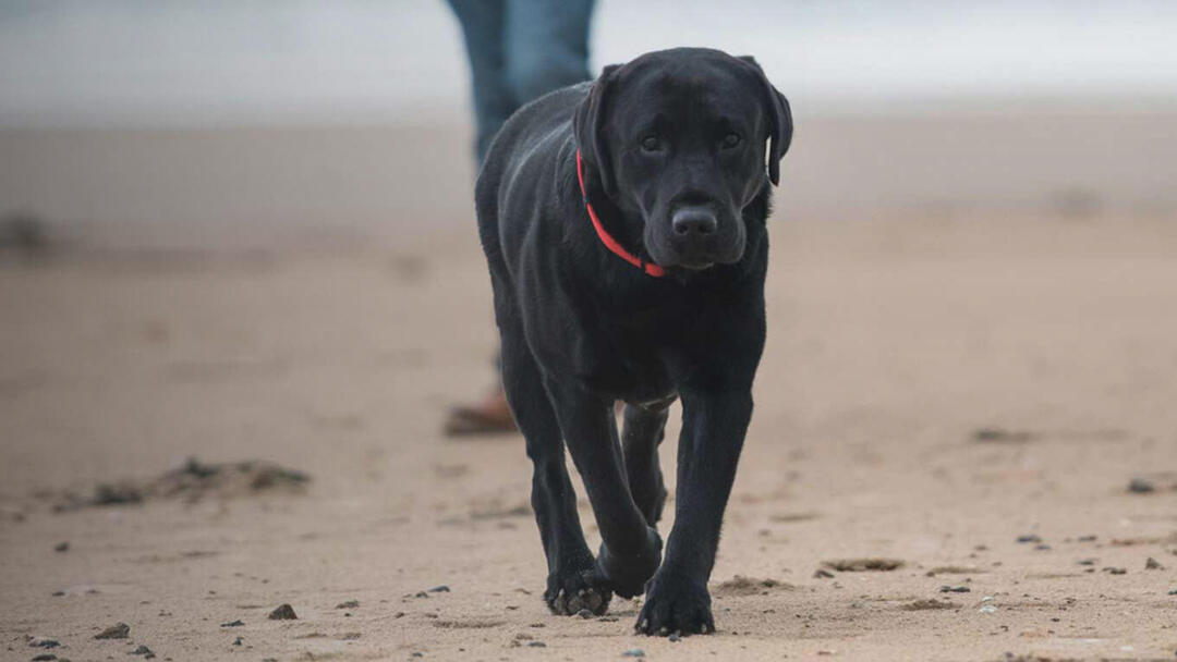 GEWICHTSMANAGEMENT BEI HUNDEN