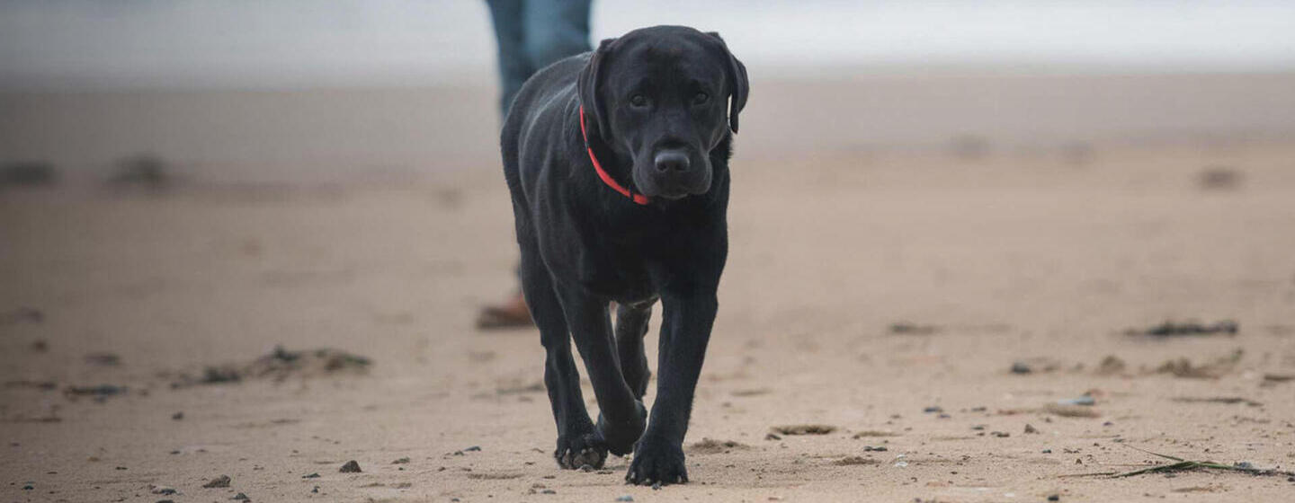 GESTION DU POIDS CHEZ LES CHIENS