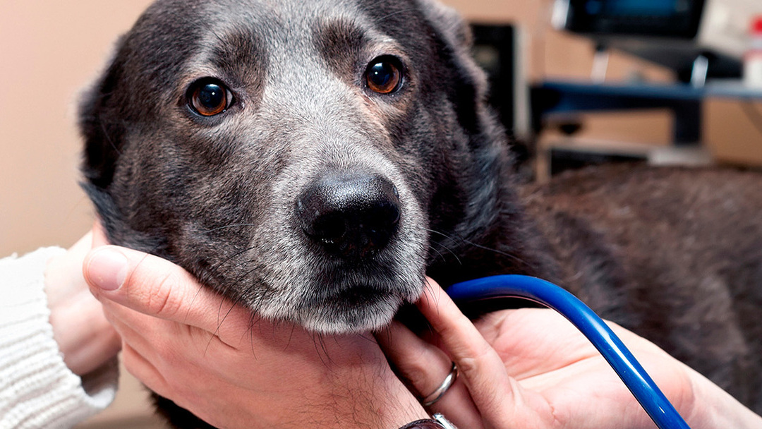 KRANKHEITEN ÄLTERER HUNDE