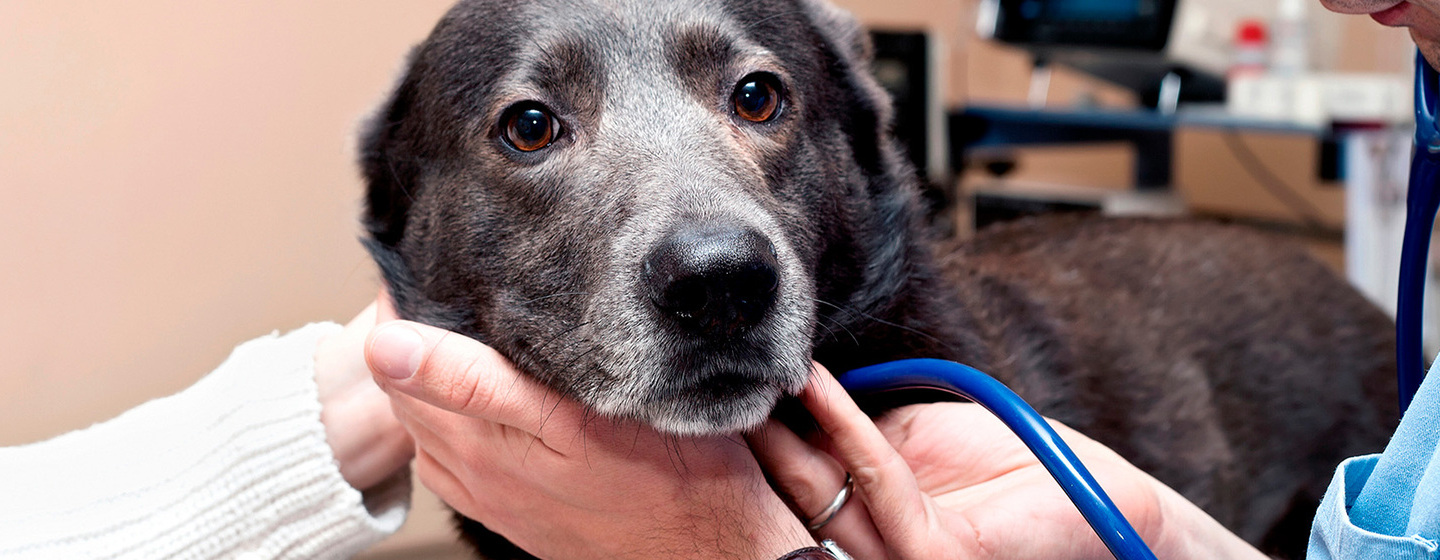 KRANKHEITEN ÄLTERER HUNDE