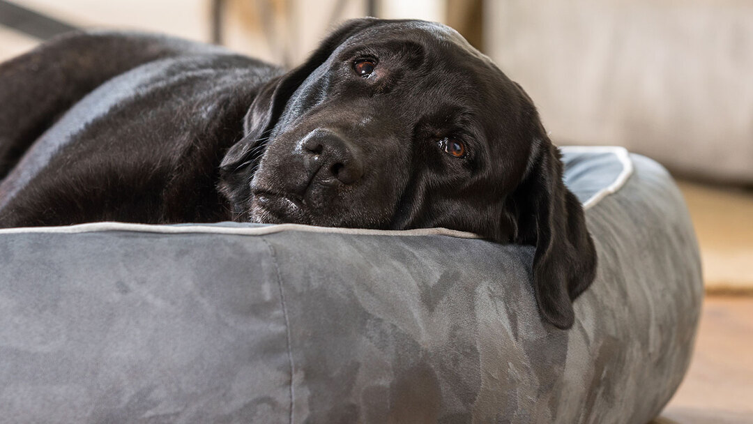 Wenn hunde älter werden