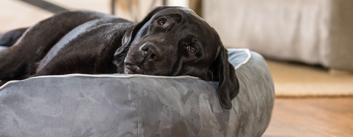 Wenn hunde älter werden