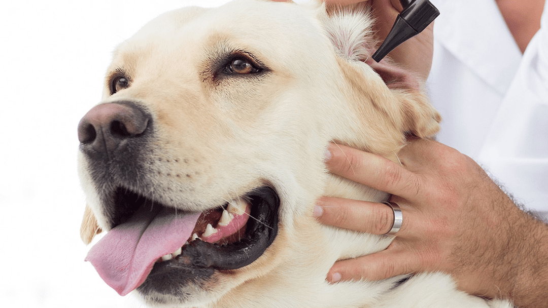 LA CHENILLE PROCESSIONNAIRE CHEZ LE CHIEN