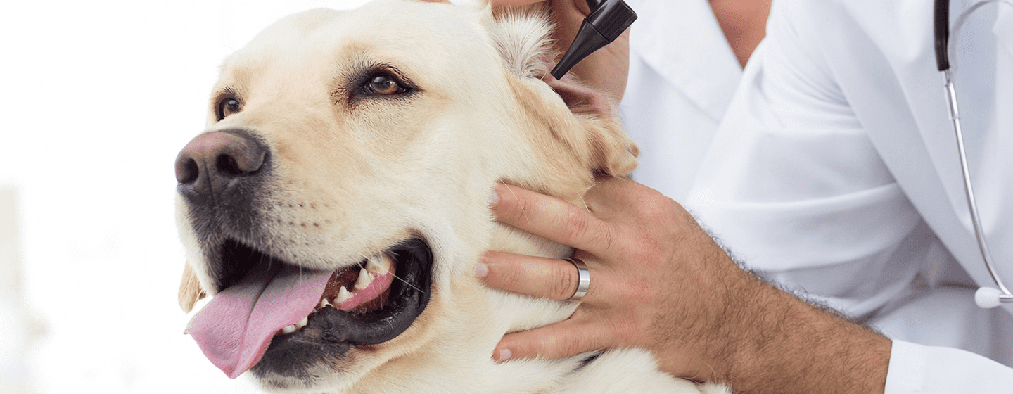 LA CHENILLE PROCESSIONNAIRE CHEZ LE CHIEN