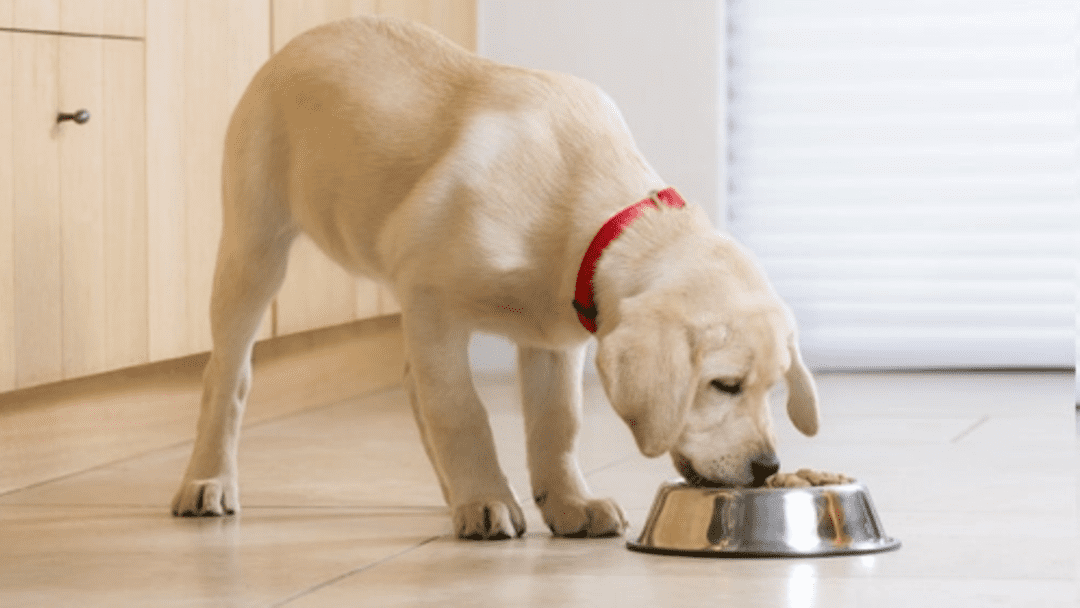 BIEN NOURRIR UN BÉBÉ CHIEN : CHOISIR L'ALIMENTATION DE SON CHIOT