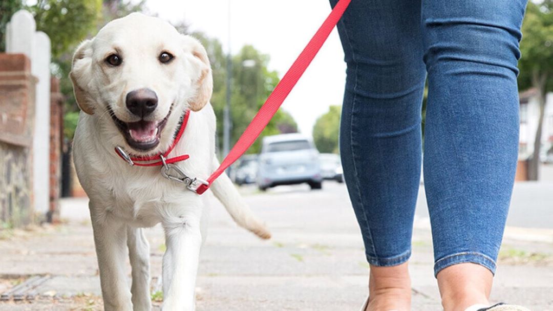 Hund zieht an der Leine