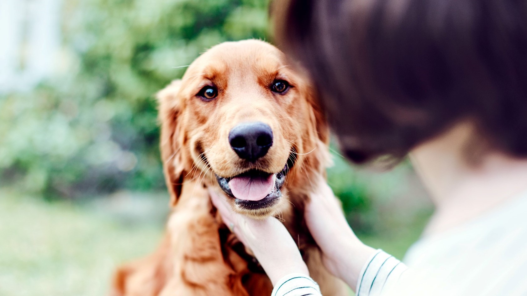 clicker training